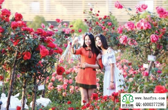2015 南陽月季展玉雕節(jié)已開幕，花已開好 君可來矣