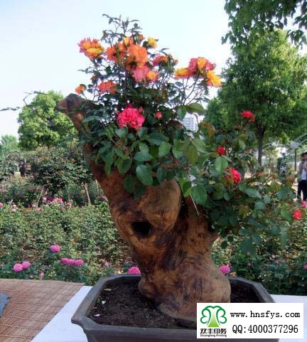 2015 南陽月季展玉雕節(jié)已開幕，花已開好 君可來矣